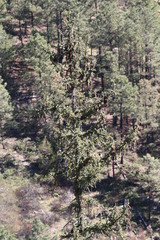 Picea chihuahuana
