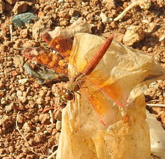 Brachythemis contaminata