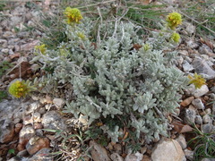 Teucrium aureum