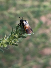 Ripiphorus