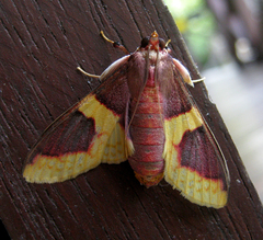 Pachynoa purpuralis