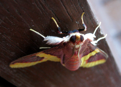 Pachynoa purpuralis