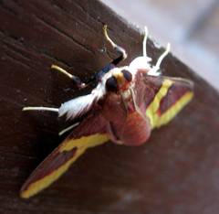 Pachynoa purpuralis