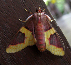Pachynoa purpuralis