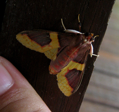 Pachynoa purpuralis