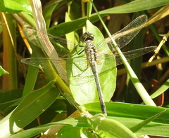 Diplacodes trivialis