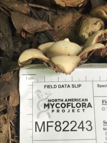 Geastrum triplex (Photo 6 of 12)