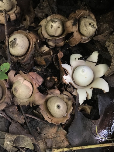 Geastrum triplex (Photo 2 of 12)