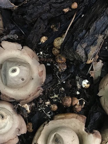 Geastrum triplex (Photo 7 of 12)