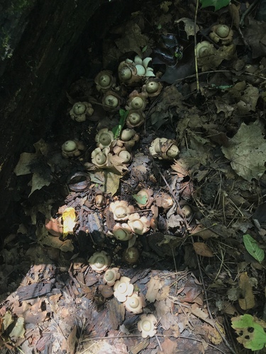 Geastrum triplex (Photo 3 of 12)