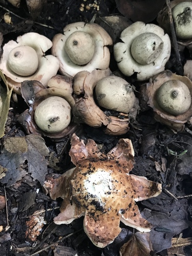 Geastrum triplex (Photo 5 of 12)