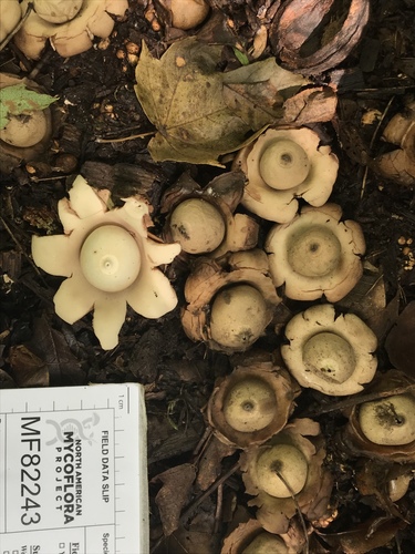 Geastrum triplex (Photo 4 of 12)