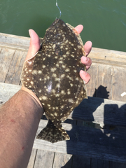 Paralichthys lethostigma