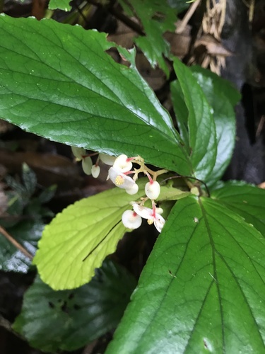 Begonia leptantha