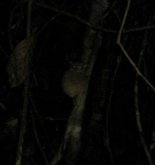 Cephalopachus bancanus borneanus