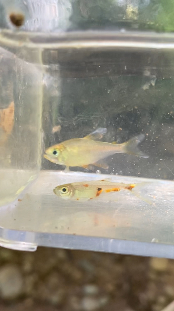 Semaphore Tetra