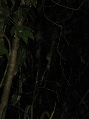 Cephalopachus bancanus borneanus