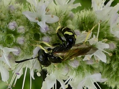 Philanthus lepidus