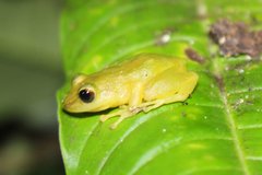 Pristimantis subsigillatus