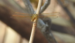Brachythemis contaminata