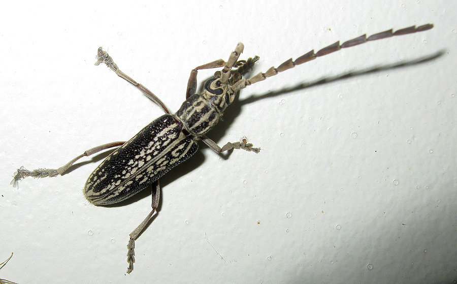 Xoanodera vitticollis