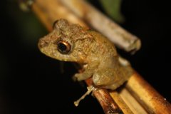 Pristimantis labiosus