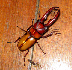 Prosopocoilus mohnikei