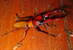 Prosopocoilus mohnikei