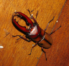 Prosopocoilus mohnikei