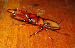 Prosopocoilus mohnikei