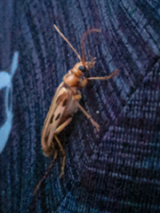 Ortholeptura valida