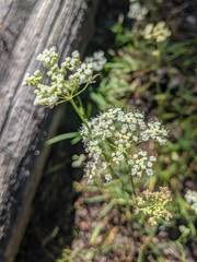 Perideridia parishii