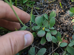 Perideridia parishii