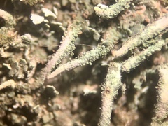 Cladonia cylindrica