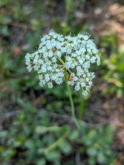 Perideridia parishii
