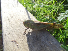 Locusta migratoria cinerascens
