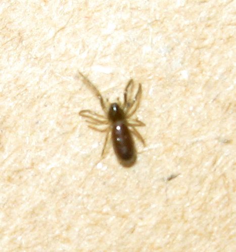 Perilla teres