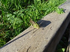 Locusta migratoria cinerascens