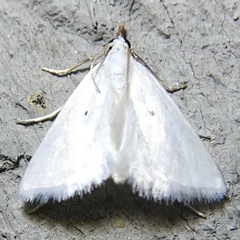 Leptosteges vestaliella
