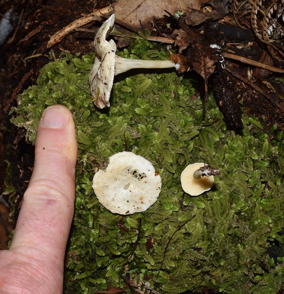 Cuphophyllus impurus