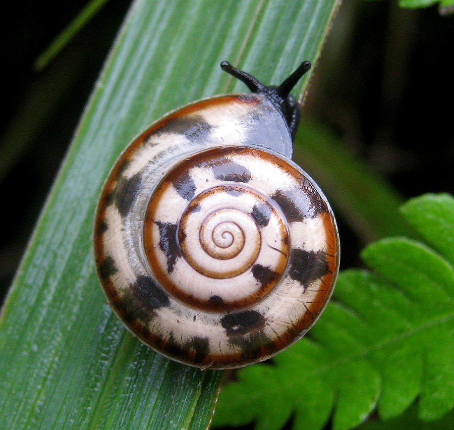Trochomorphoidea