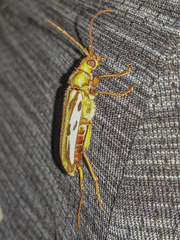 Ortholeptura valida