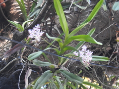 Aerides