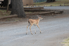 Odocoileus virginianus