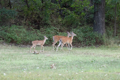 Odocoileus virginianus