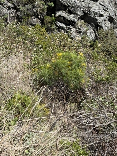 Bidens menziesii observed 2025-04-14