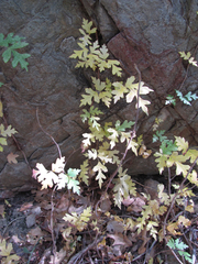 Toxicodendron radicans eximium