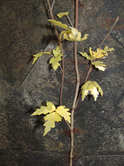 Toxicodendron radicans eximium