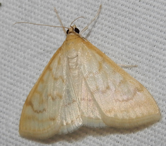 Hahncappsia pergilvalis