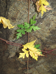 Toxicodendron radicans eximium